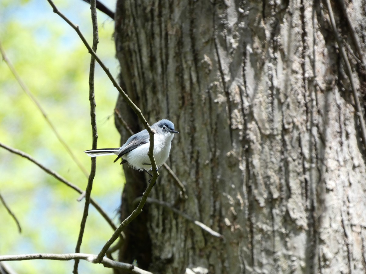 Blue-gray Gnatcatcher - ML562600861