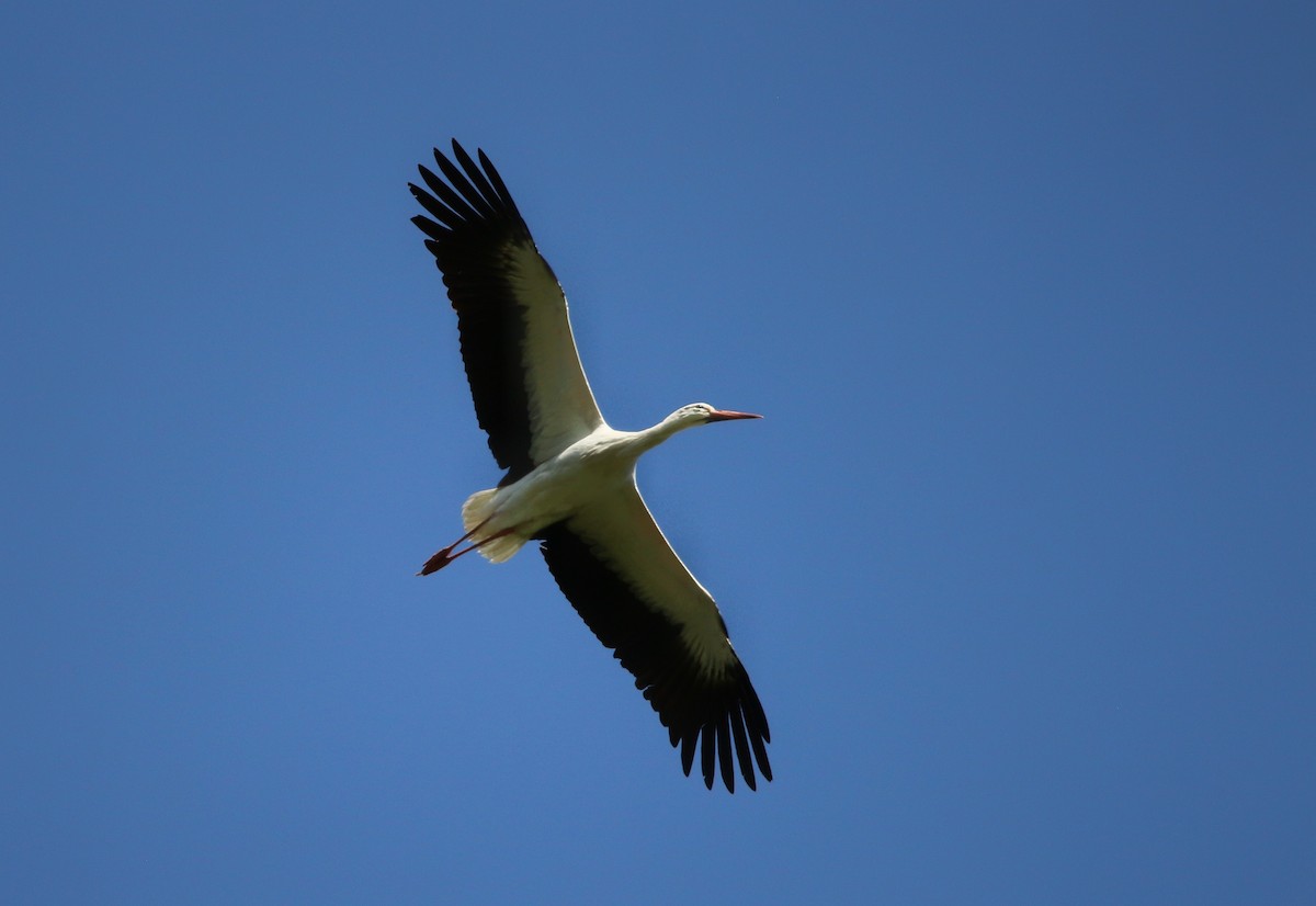 White Stork - ML562600951