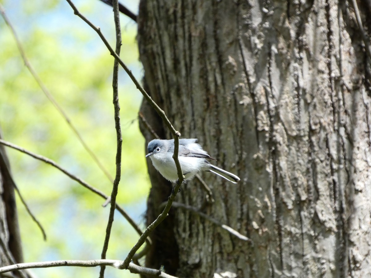 Blue-gray Gnatcatcher - ML562600971