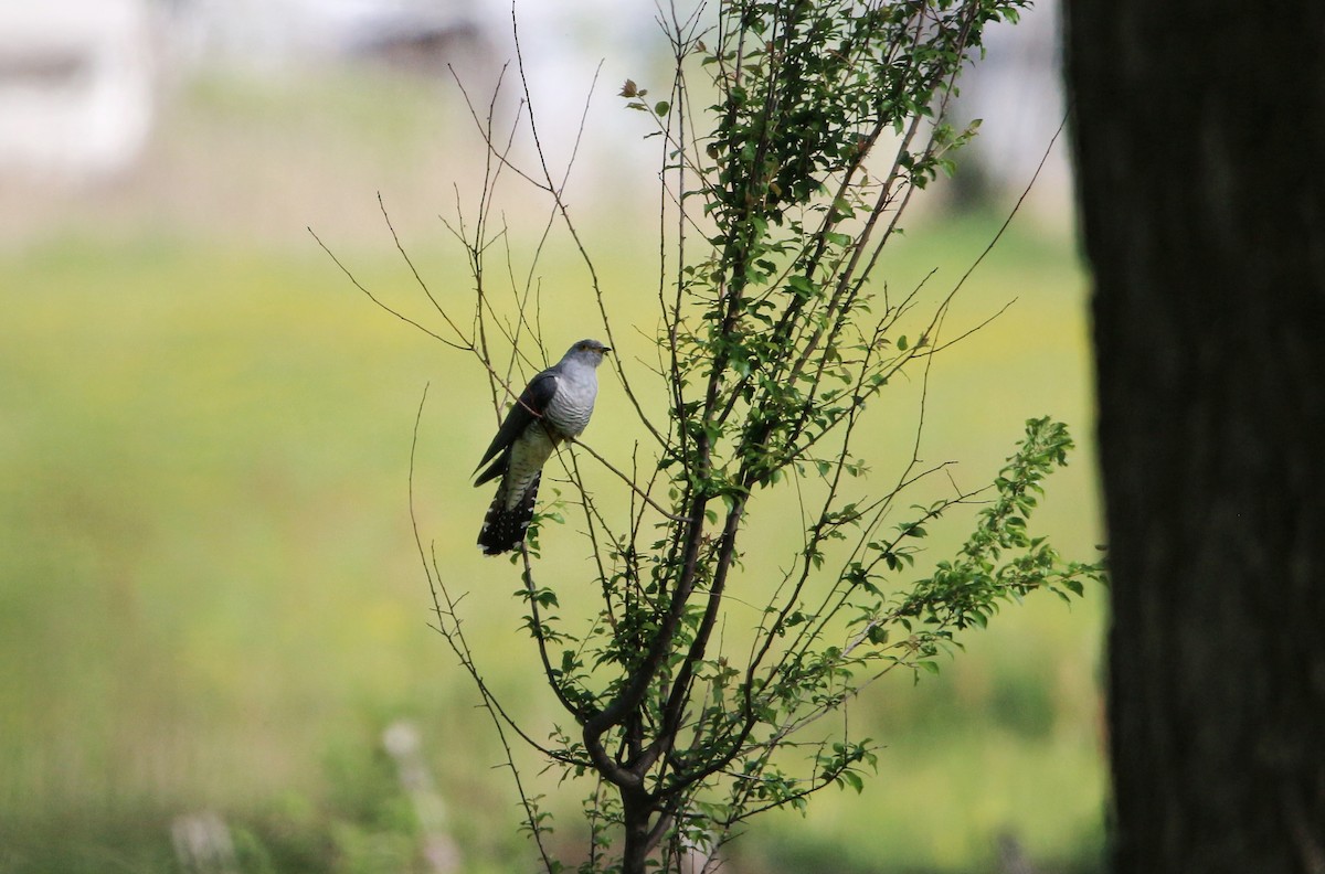 Common Cuckoo - ML562601131