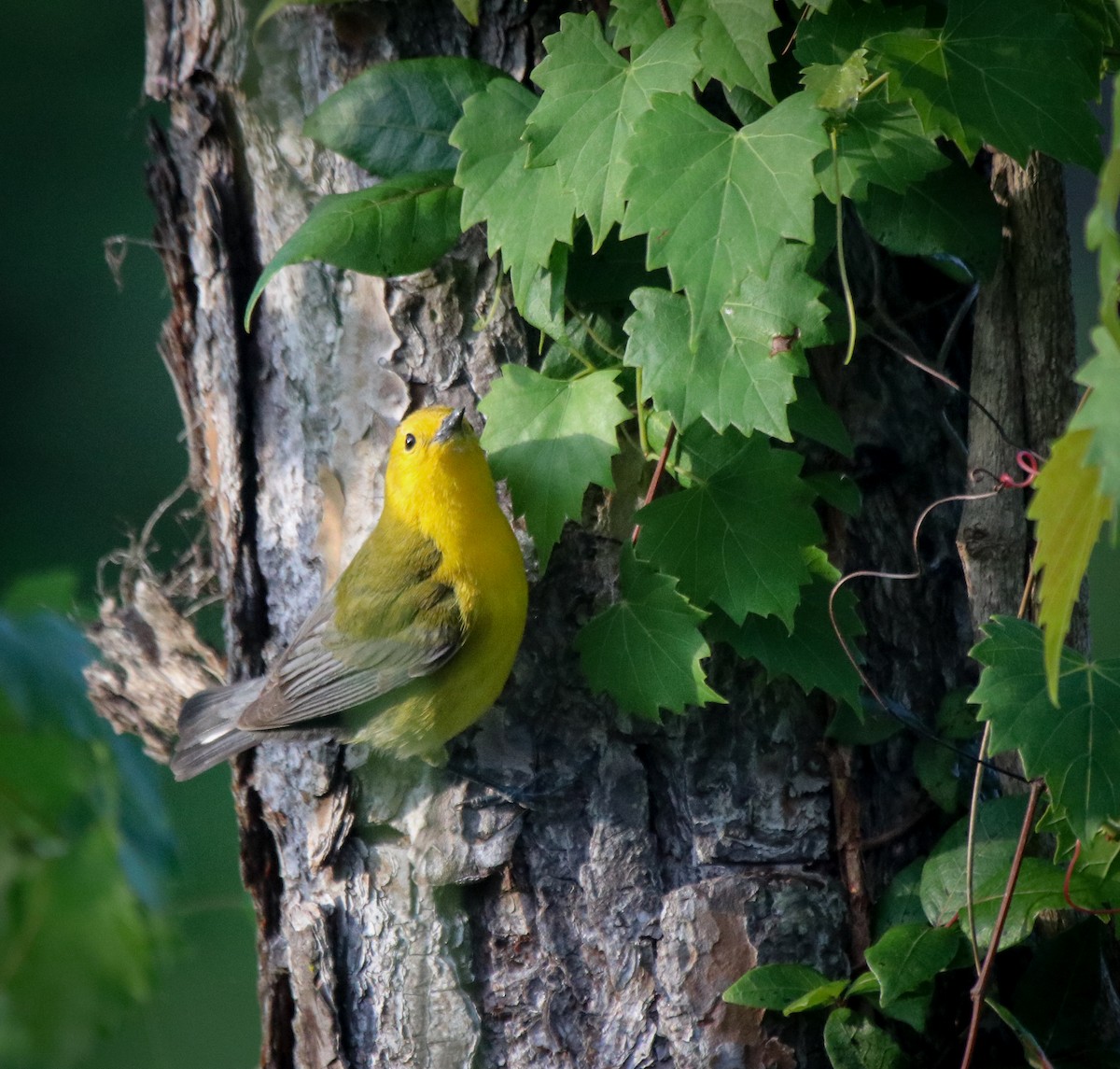 Prothonotary Warbler - ML562601361
