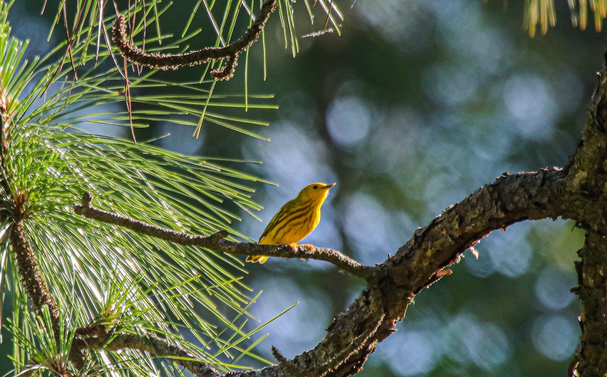 Northern Yellow Warbler - ML562601411