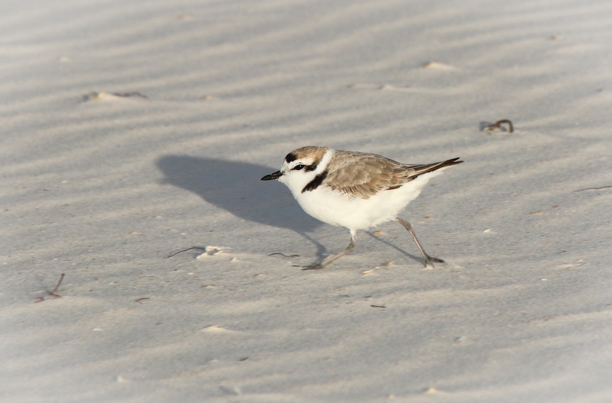 Snowy Plover - ML562601611