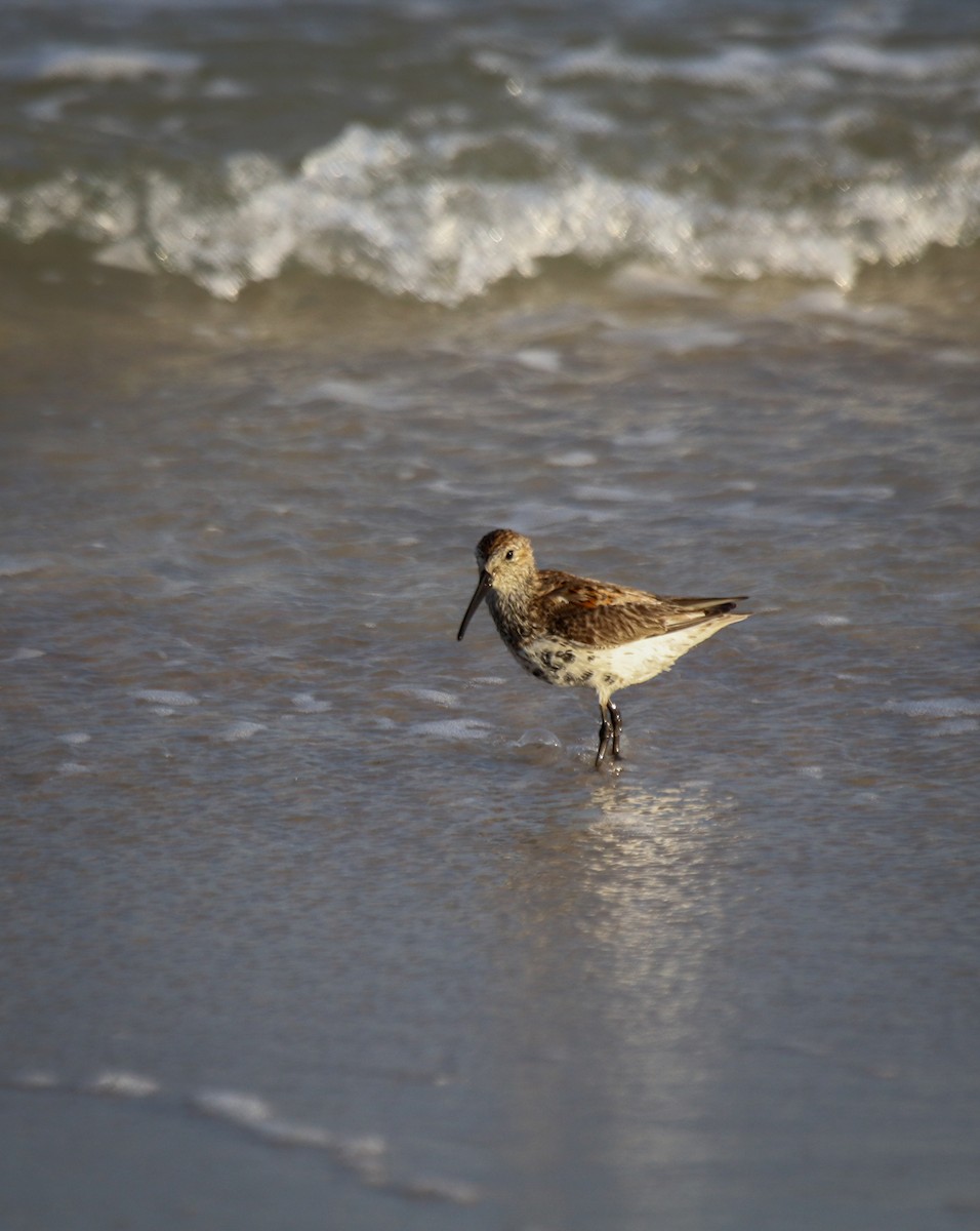 Dunlin - ML562601721
