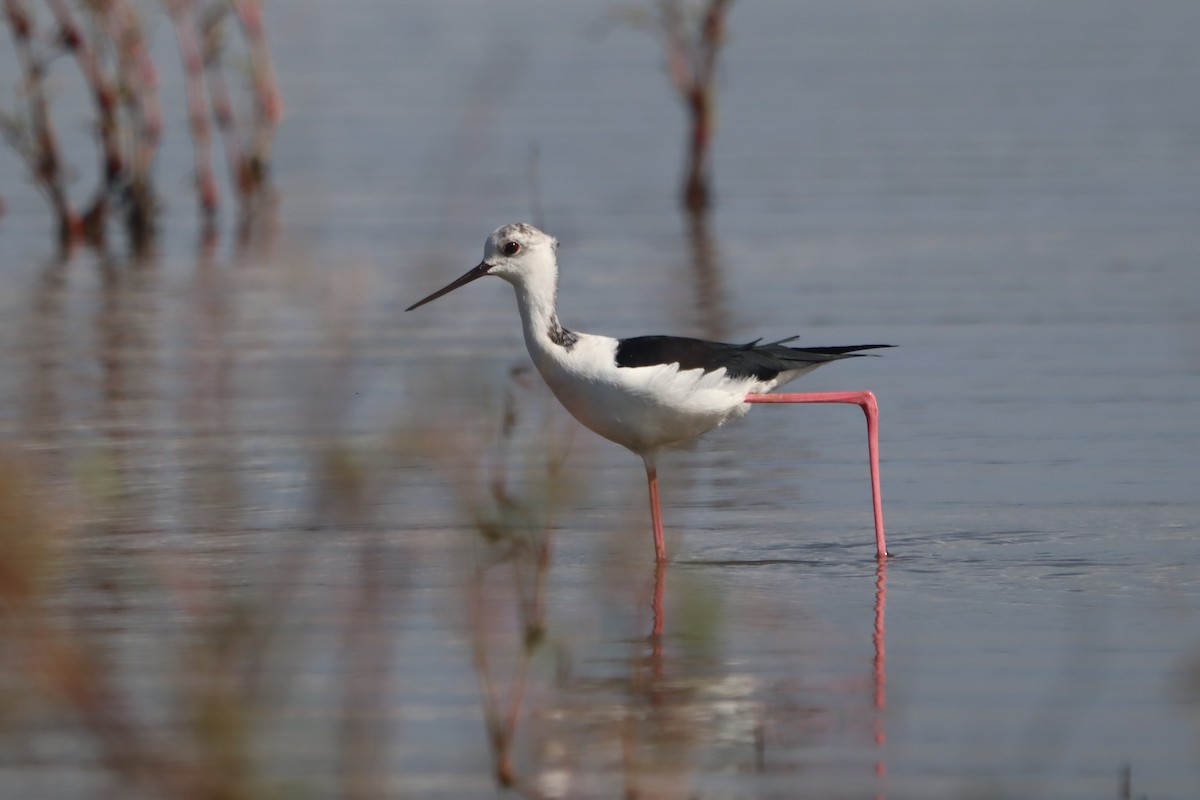 Pied Stilt - ML562602361