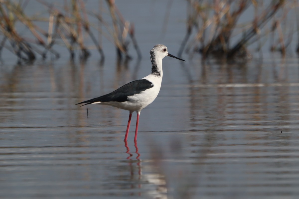 Pied Stilt - ML562602401