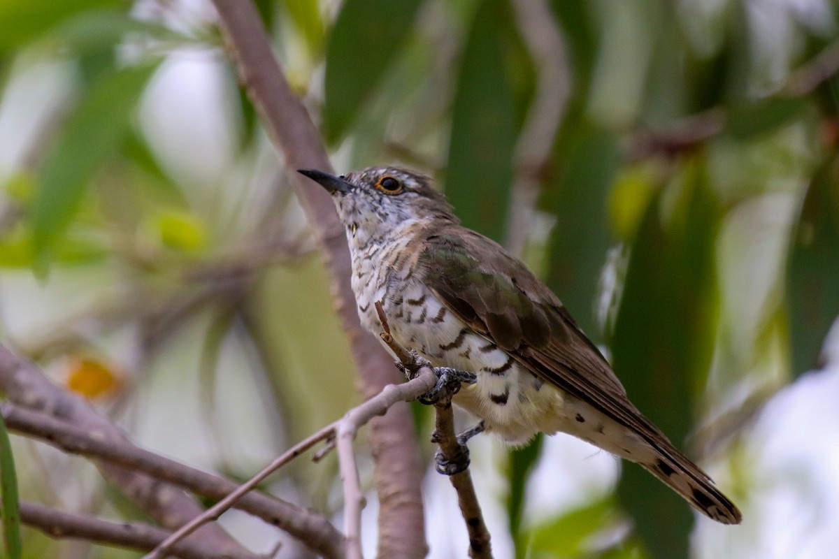 Little Bronze-Cuckoo - Bryn Pickering