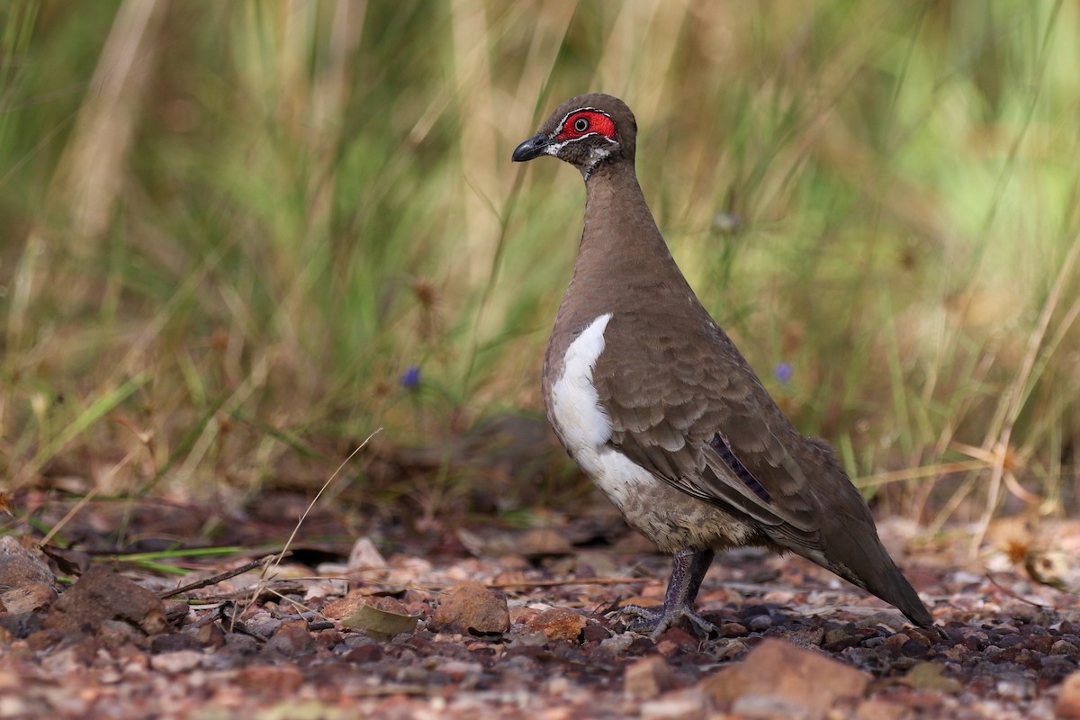 Partridge Pigeon - Bryn Pickering