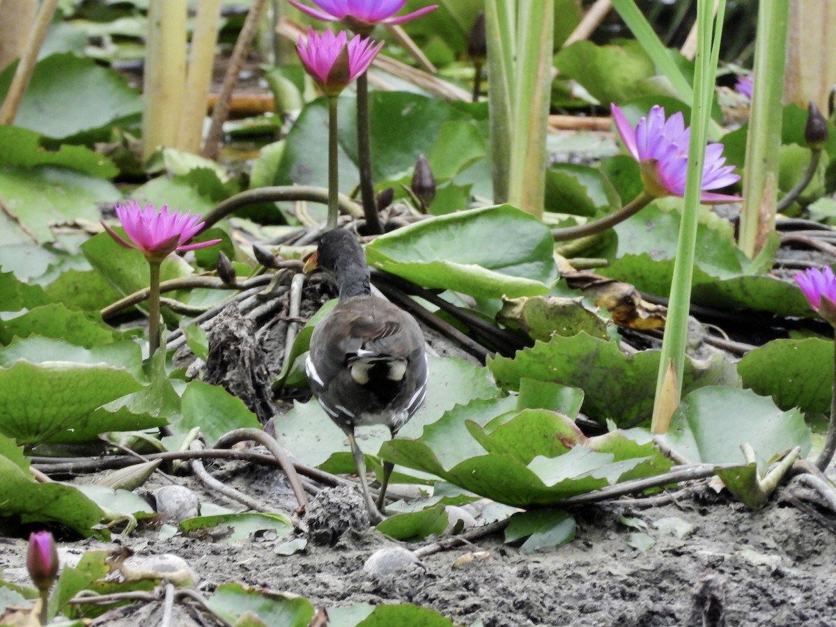 Eurasian Moorhen - GARY DOUGLAS