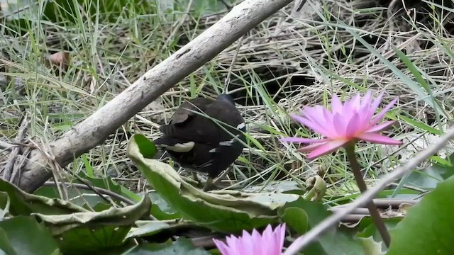 Eurasian Moorhen - ML562603731