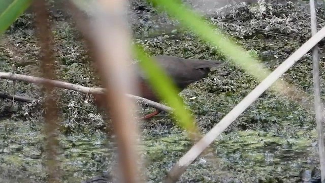 Ruddy-breasted Crake - ML562603911