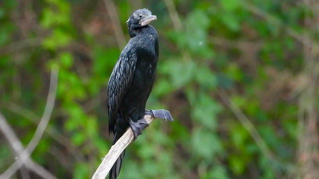 Little Cormorant - ML562604101