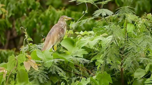 Chinese Pond-Heron - ML562604221