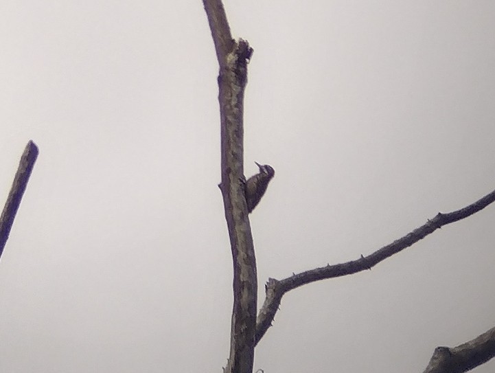 Sulawesi Pygmy Woodpecker - ML562604981