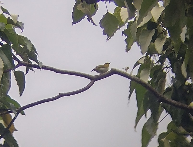 Sulawesibrillenvogel - ML562605721