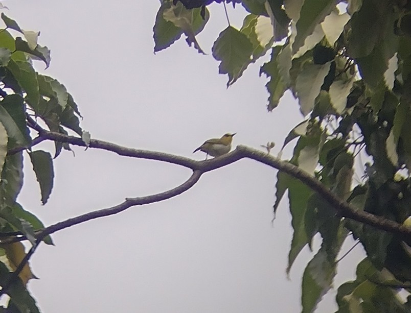 Black-ringed White-eye - ML562605721