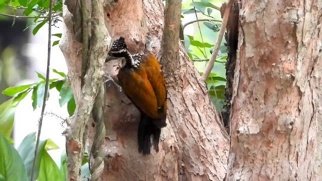 Greater Flameback - ML562605891