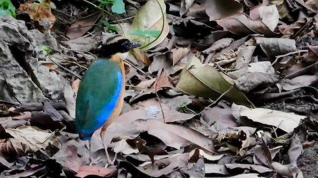 Blauflügelpitta - ML562606111