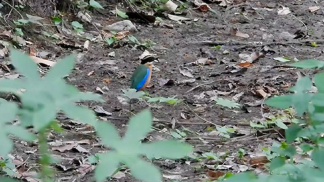 blåvingepitta - ML562606121