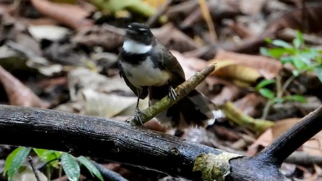 Ошейниковая веерохвостка - ML562606471