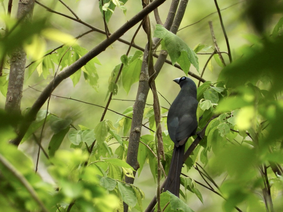 Racket-tailed Treepie - ML562606871