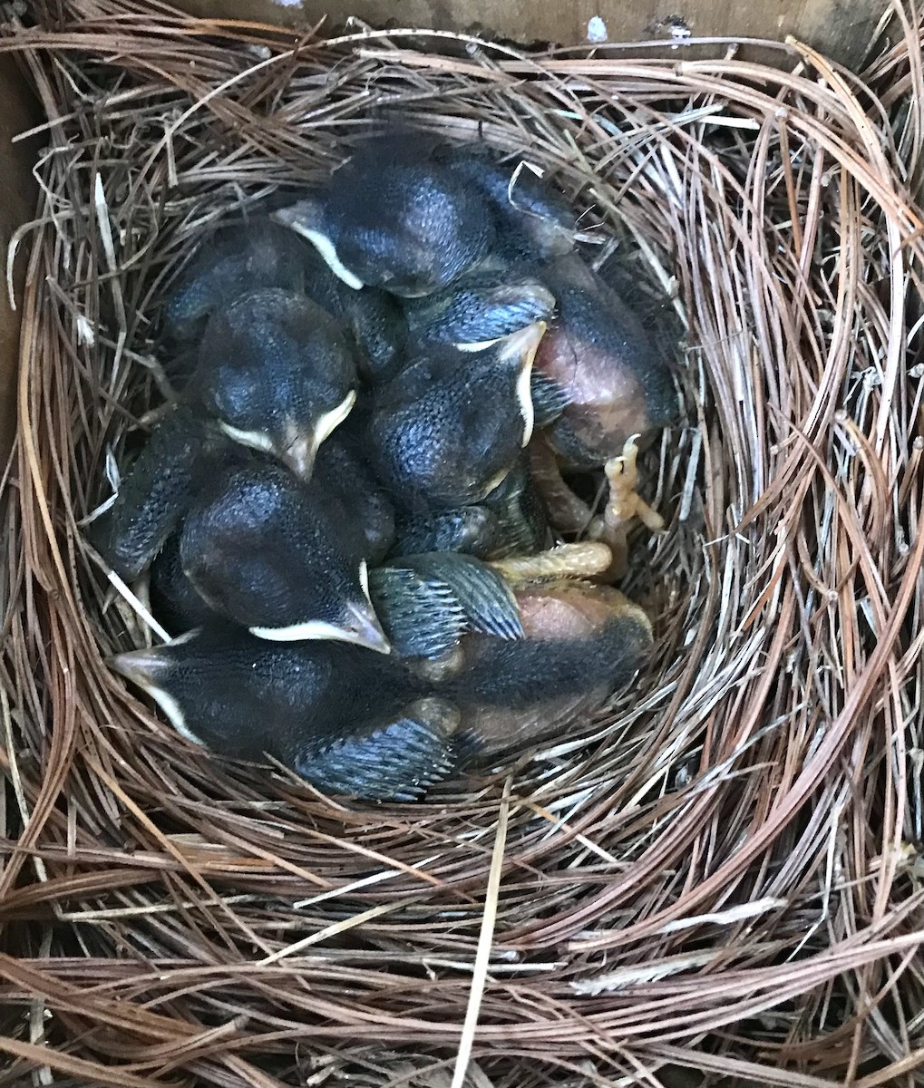 Eastern Bluebird - ML562607091