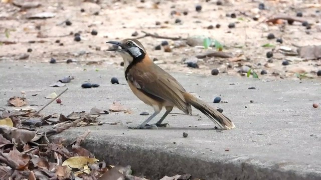 Greater Necklaced Laughingthrush - ML562607681