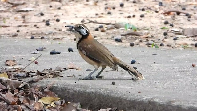 クビワガビチョウ - ML562607681