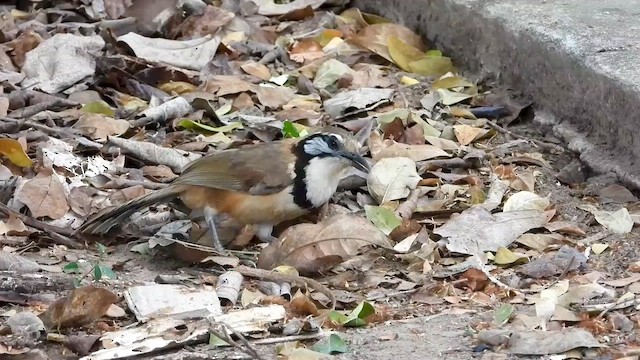 Greater Necklaced Laughingthrush - ML562607701