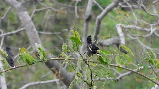 Miná Grande - ML562607761