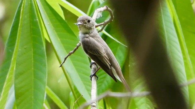 Asian Brown Flycatcher - ML562607891