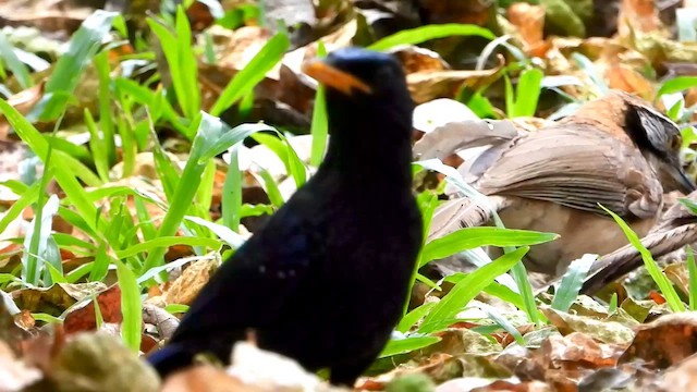 Blue Whistling-Thrush (Yellow-billed) - ML562608101