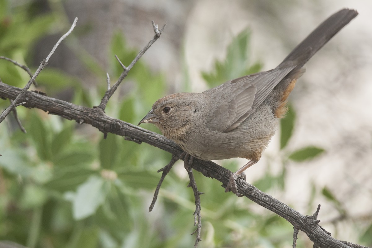 Canyon Towhee - Etienne Artigau🦩