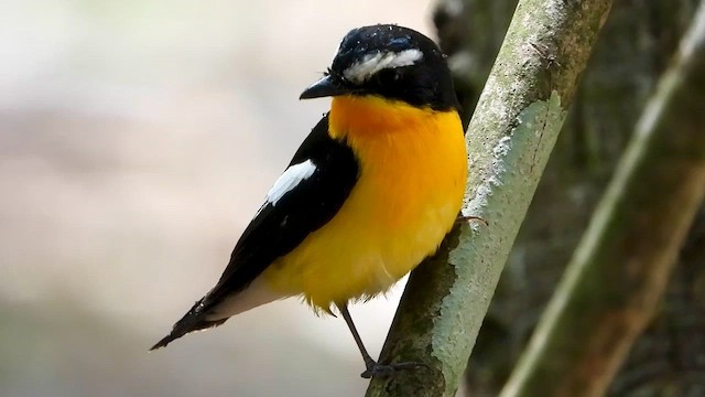 Yellow-rumped Flycatcher - ML562608361