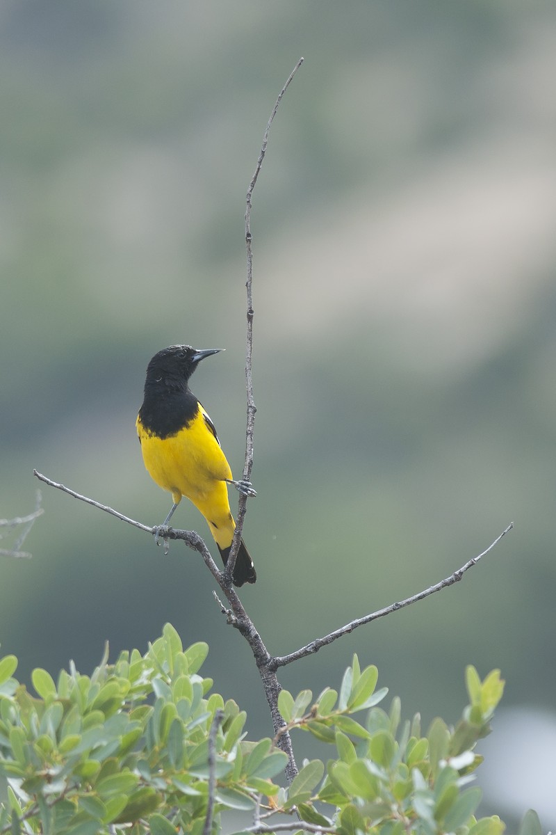 Oriole jaune-verdâtre - ML56260841