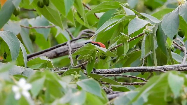 Scarlet-backed Flowerpecker - ML562608531