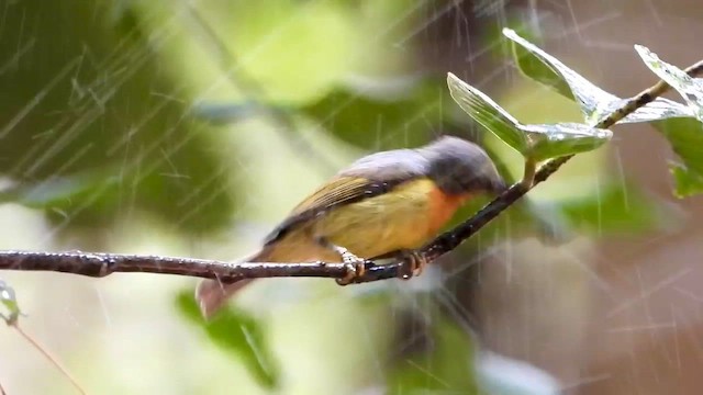 Ruby-cheeked Sunbird - ML562608621