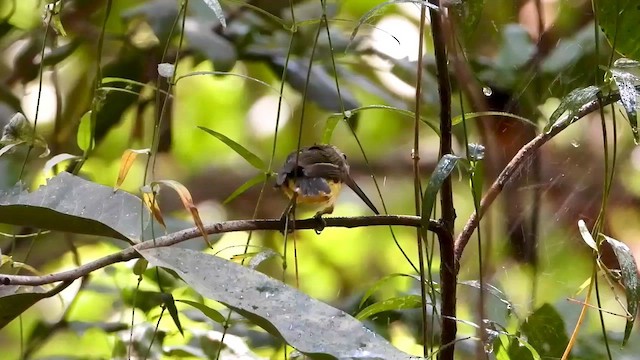 Little Spiderhunter - ML562608951