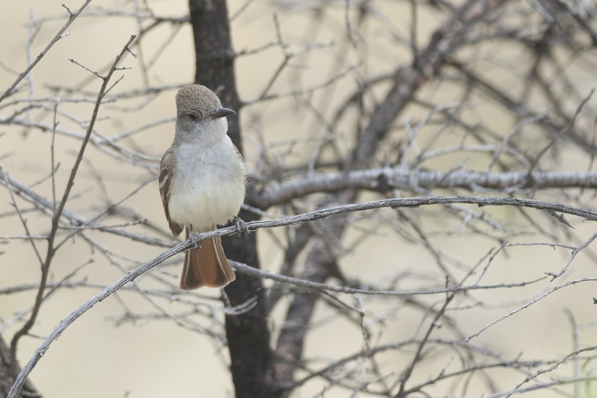 Ash-throated Flycatcher - ML56260921