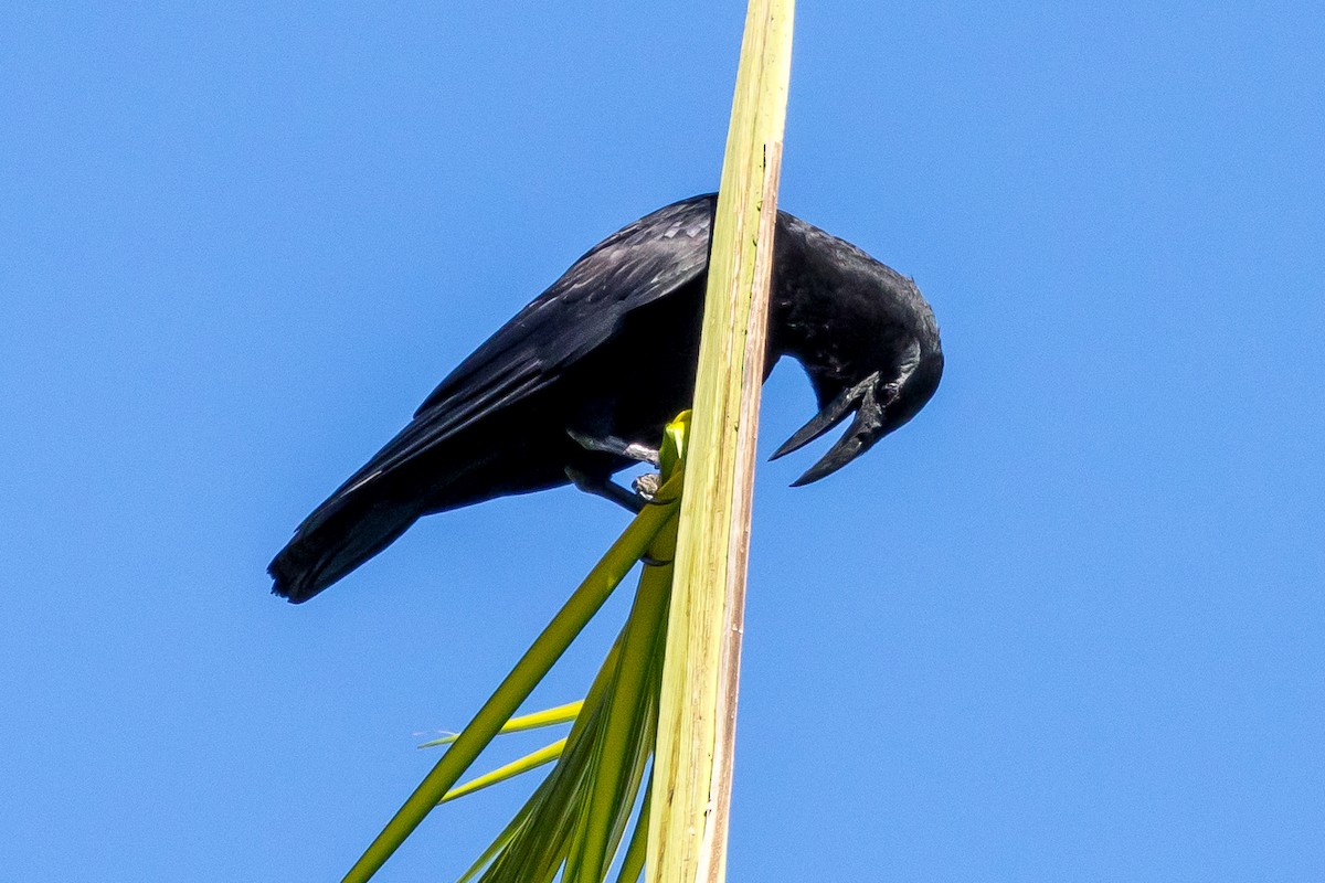 Cuban Crow - Ian Burgess