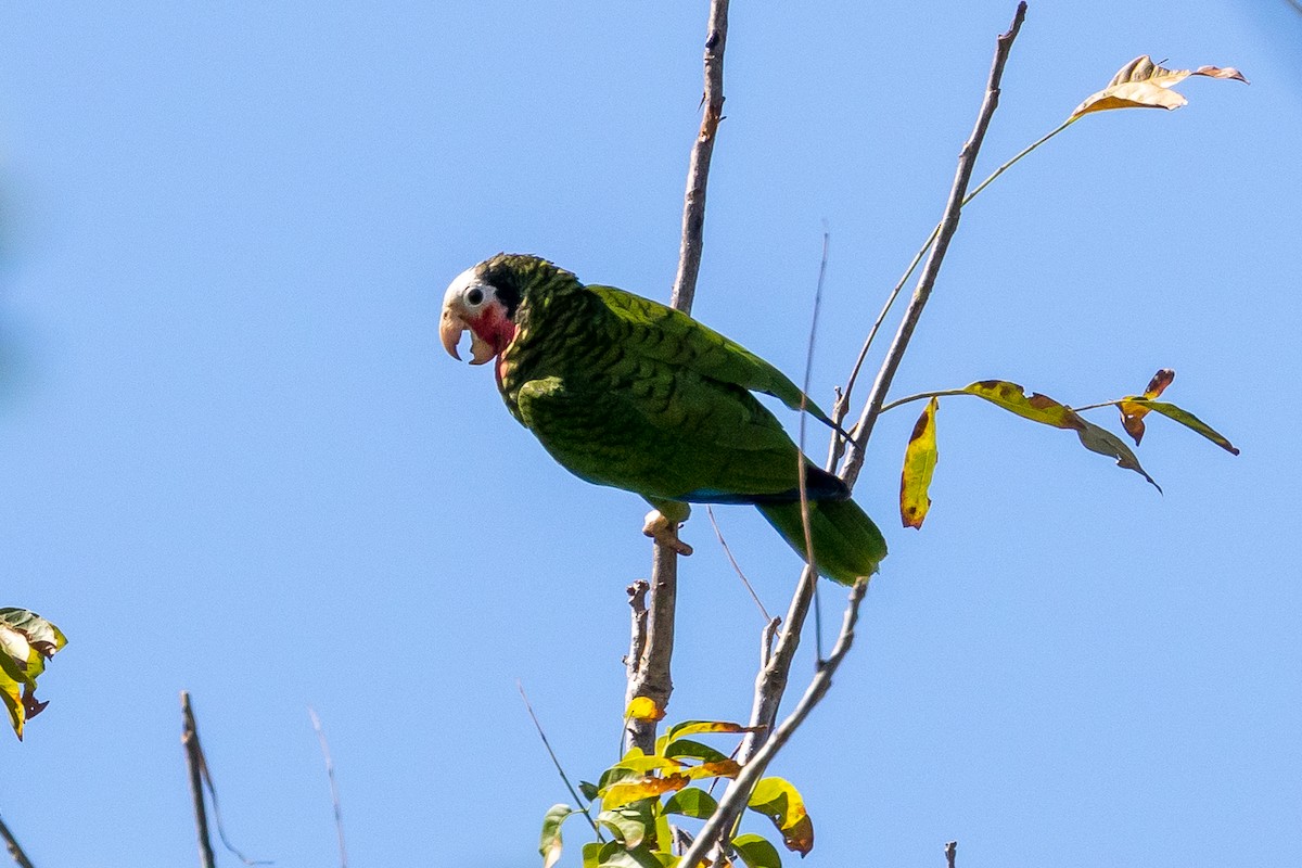 Cuban Parrot - ML562609501