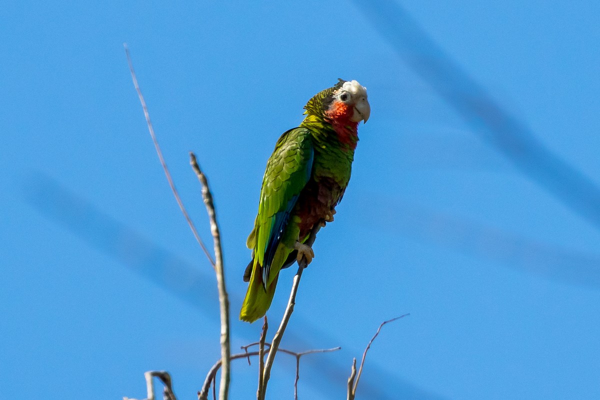 Cuban Parrot - ML562609521