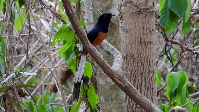 White-rumped Shama (White-rumped) - ML562610091