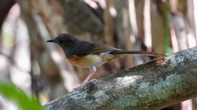 White-rumped Shama (White-rumped) - ML562610221