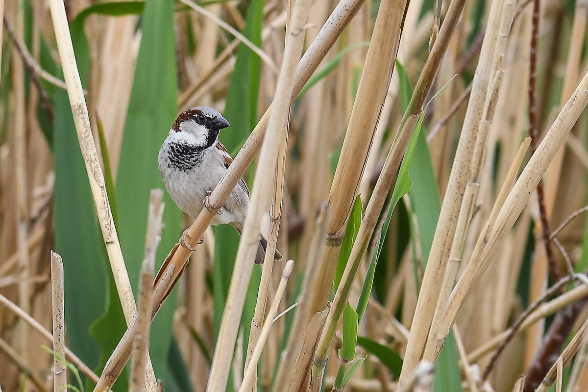 House Sparrow - ML562610641