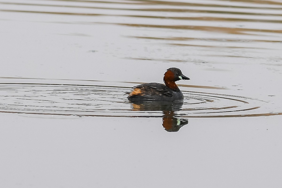 Little Grebe - ML562610991