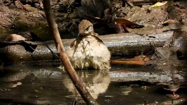 Бюльбюль таїландський - ML562611001