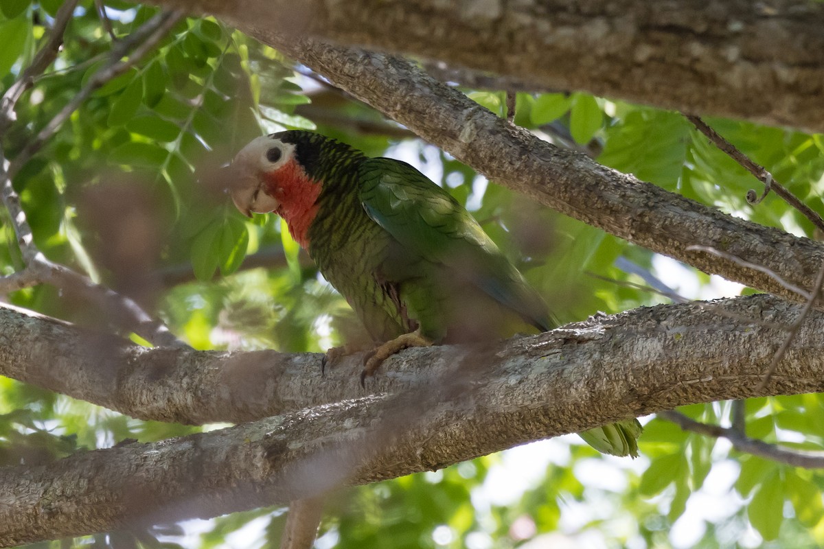 Cuban Parrot - ML562611011