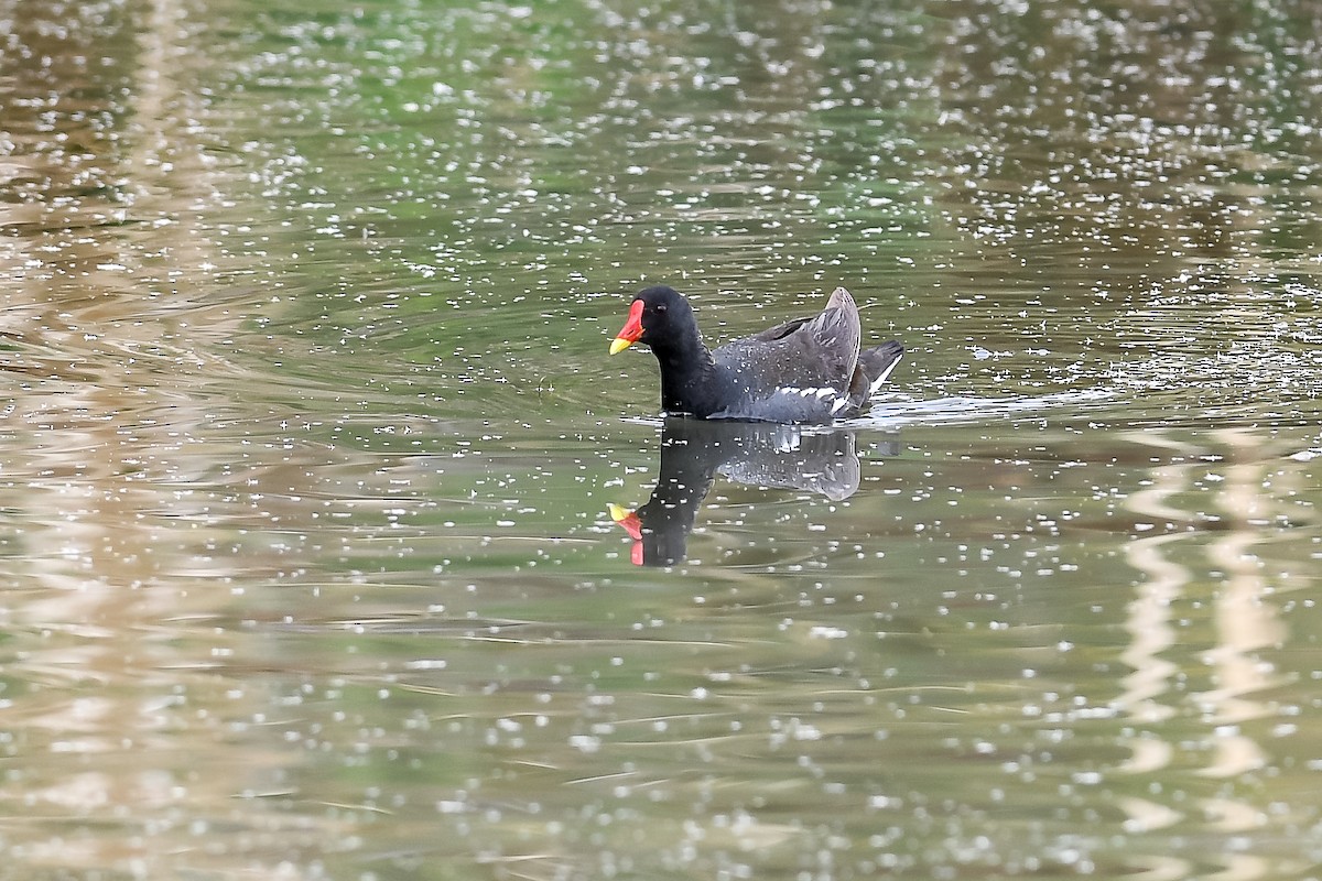 Eurasian Moorhen - ML562611051