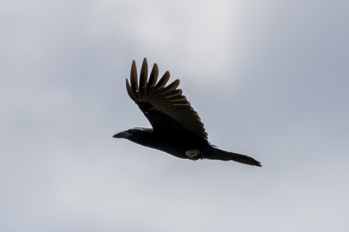 Cuban Crow - ML562611081